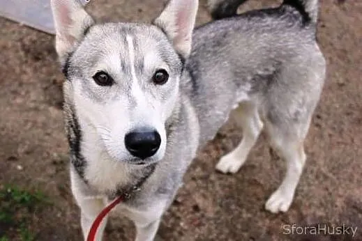 TRINITY do pokochania i adopcji od zaraz, wielkopolskie Poznań
