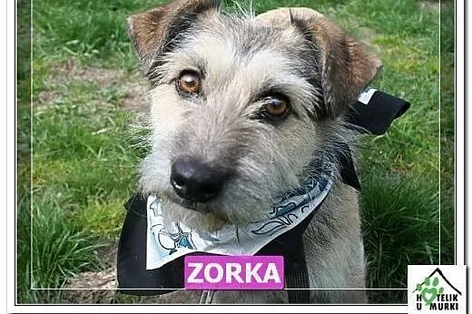 Zorka - malutka terierka czeka aż pokażesz jej świat ,  mazowieckie Warszawa