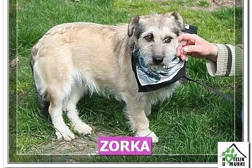 Zorka - malutka terierka czeka aż pokażesz jej świ
