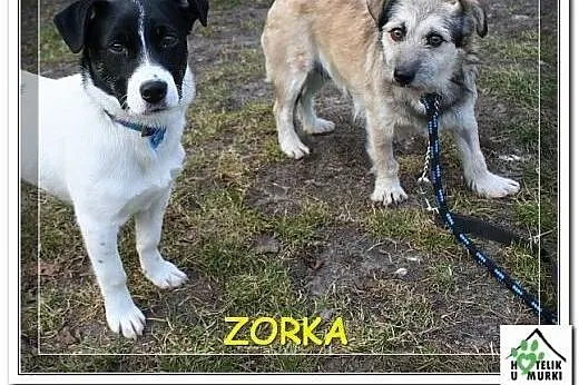 Zorka - malutka terierka czeka aż pokażesz jej świ