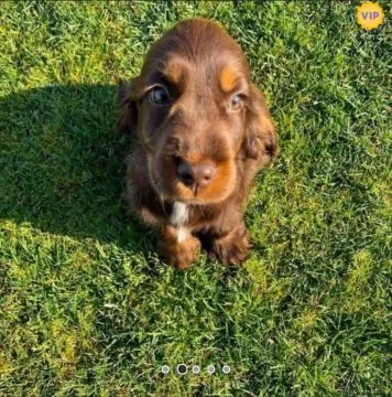Piękny czekoladowy piesek... napisz do mnie na WhatsApp: +44 7453 907158, , Glanów