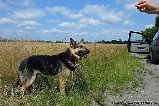 Niechciany i porzucony Grey czeka na odpowiedzialn