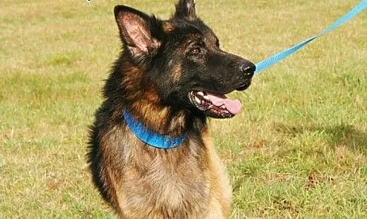 Piękny owczarek do adopcji, małopolskie Kraków