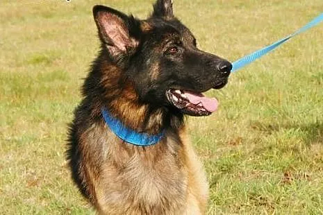 Piękny owczarek do adopcji, małopolskie Kraków