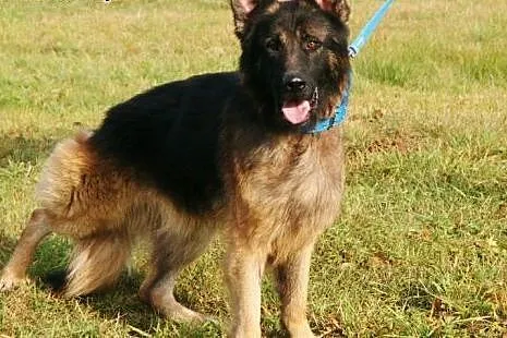 Piękny owczarek do adopcji,  małopolskie Kraków