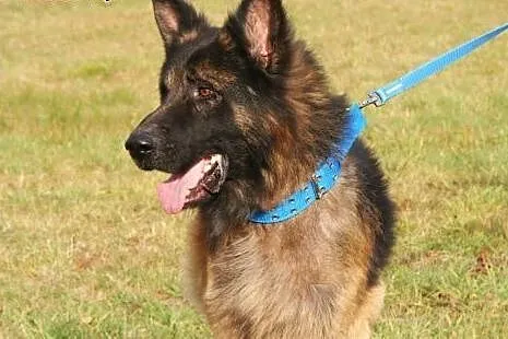 Piękny owczarek do adopcji,  małopolskie Kraków