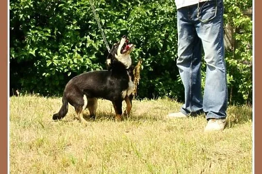 Młody psiak,typ jamnika,grzeczny,łagodny,spokojny PLUS_Adopcja_