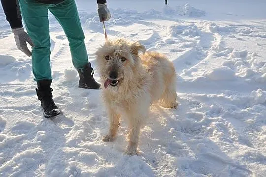 Anioł w psiej skórze, przepiękna, cudowna Blanka do adopcji!
