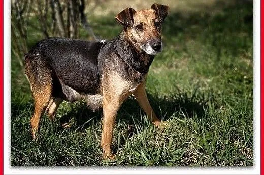 2lata,średnia,łagodna,delikatna skrzywdzona suczka,sterylizowana.ADOPCJA,  małopolskie Kraków, Małopolskie, Kraków