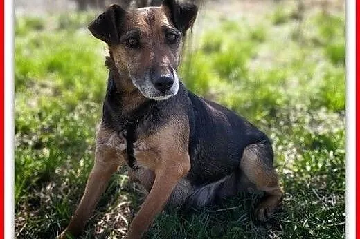 2lata,średnia,łagodna,delikatna skrzywdzona suczka,sterylizowana.ADOPCJA,  małopolskie Kraków, Małopolskie, Kraków