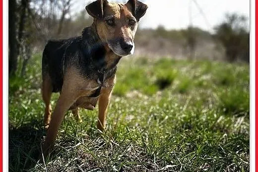 2lata,średnia,łagodna,delikatna skrzywdzona suczka,sterylizowana.ADOPCJA,  małopolskie Kraków, Małopolskie, Kraków
