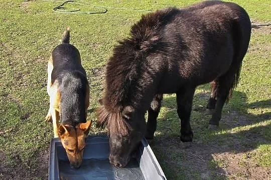 Młody, wesoły Jerry, ciekawy świata psiak szuka do