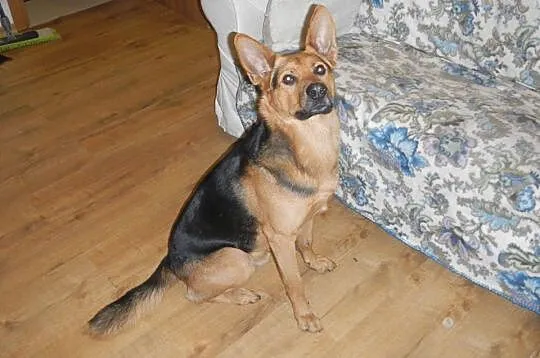 Młody, wesoły Jerry, ciekawy świata psiak szuka do
