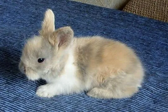 Króliczek królik karzełek TEDDY! Śliczny malec!