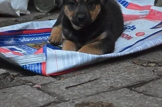 KOMU ?! KOMU ?! 8 tyg. SZAMKA szuka DOMU!!!,  mazo