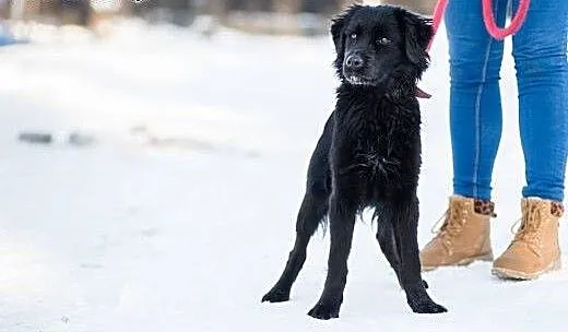 Łagodna, czarna piękność, Sznurówka - mix SPANIEL
