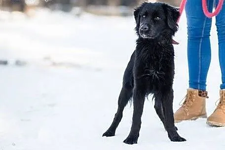 Łagodna, czarna piękność, Sznurówka - mix SPANIEL 