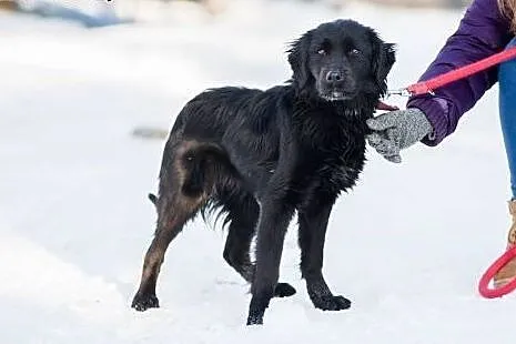 Łagodna, czarna piękność, Sznurówka - mix SPANIEL 