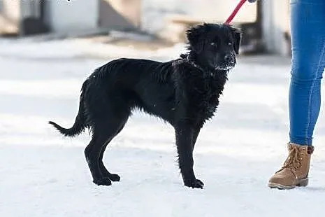 Łagodna, czarna piękność, Sznurówka - mix SPANIEL 