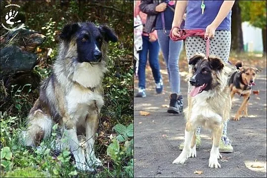 Przyjazny, młodziutki Dudi, zjawiskowy pies szuka 