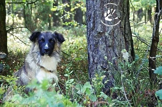 Przyjazny, młodziutki Dudi, zjawiskowy pies szuka 