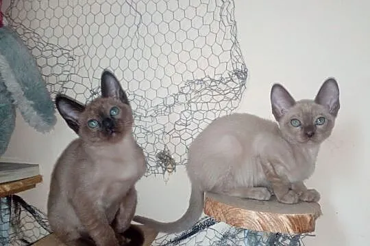 Koty tonkijskie z rodowodem, Wlewsk