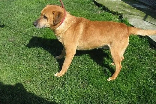 Sympatyczny Kermit do adopcji ,  łódzkie Łódź