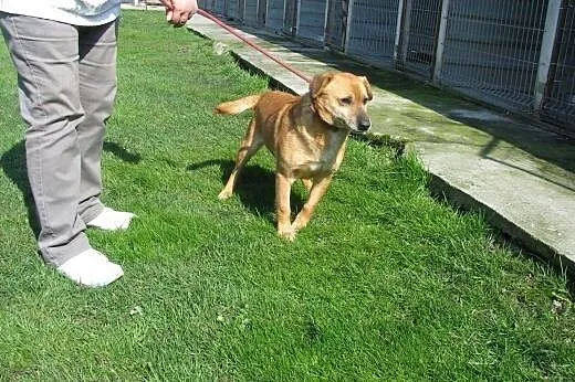 Sympatyczny Kermit do adopcji ,  łódzkie Łódź