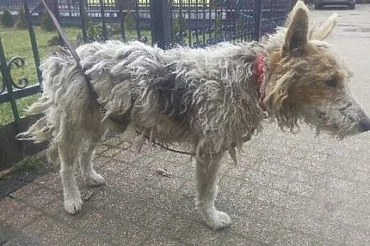 FOX - uroczy młodziak szuka kochającego domu,  mał