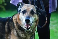 Rufus-  za dużo, by umrzeć, za mało, by żyć- psi i