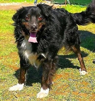 BLACKY - delikatny i wrażliwy, kochany psiak; do adopcji, łódzkie Łódź, Łódzkie, Łódź