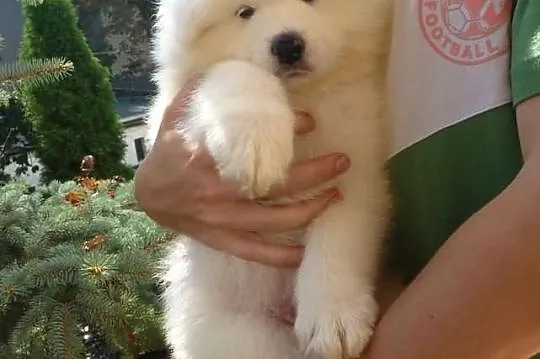 Szczeniaczek samoyed (biały samojed) rezerwacje!Po