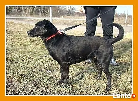 Pniczer WADER,cudownie przytulaśny,sympatyczny, śr