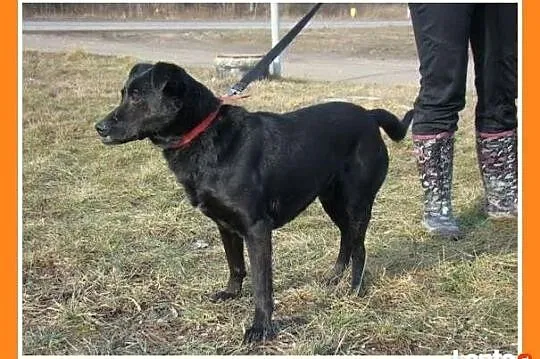 Pniczer WADER,cudownie przytulaśny,sympatyczny, śr