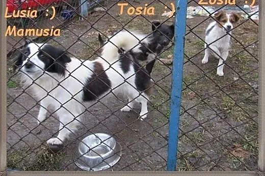 Lusia szuka domku,  pomorskie Malbork