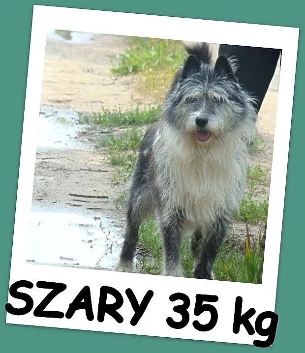 Duży 35 kg, pies SZARY, energiczny, przyjacielski,