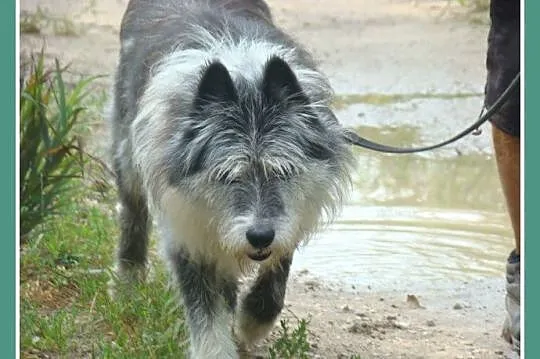 Duży 35 kg, pies SZARY, energiczny, przyjacielski,