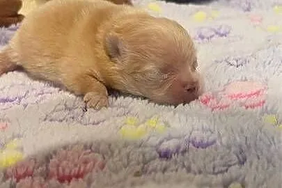 Szpic miniaturowy pomeranian dziewczynka