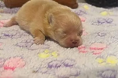 Szpic miniaturowy pomeranian dziewczynka, Śląskie, Poniszowice