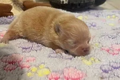 Szpic miniaturowy pomeranian dziewczynka, Śląskie, Poniszowice