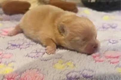 Szpic miniaturowy pomeranian dziewczynka, Śląskie, Poniszowice