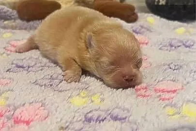 Szpic miniaturowy pomeranian dziewczynka, Śląskie, Poniszowice