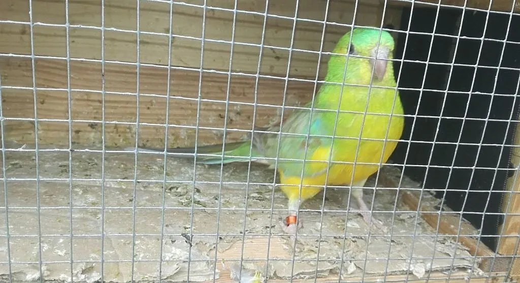 Świergot,, , Krzeszyce