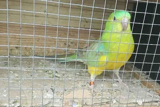 Świergot,, , Krzeszyce
