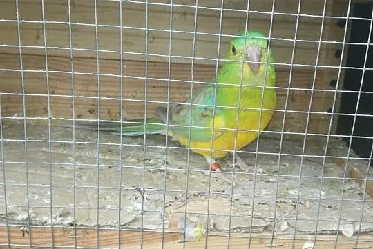 Świergot,, , Krzeszyce