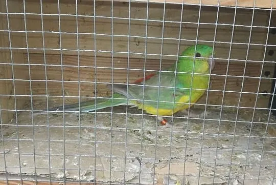 Świergot,, , Krzeszyce