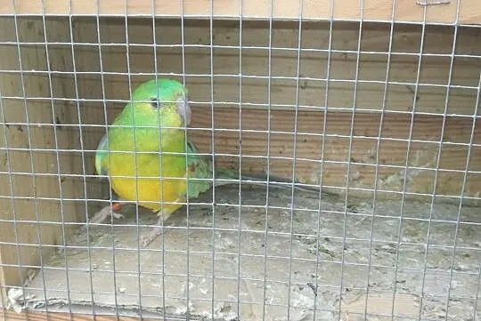 Świergot,, , Krzeszyce