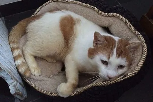 Pozytywny Pan Janiczek szuka domu!,  dolnośląskie 