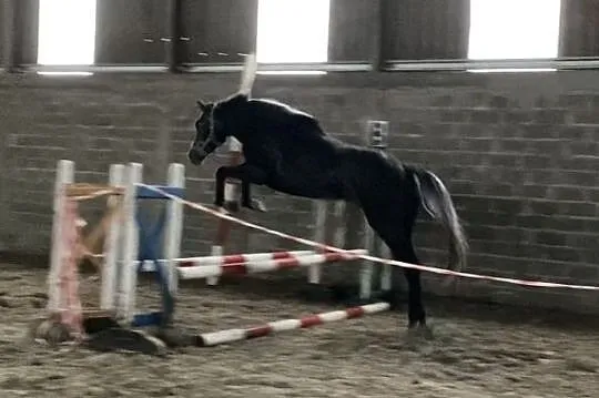 Siwy wałach., , 