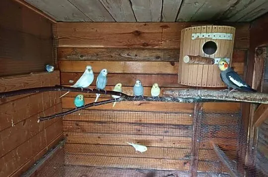 Papugi faliste i nimfy, Śląskie, Gorzyczki